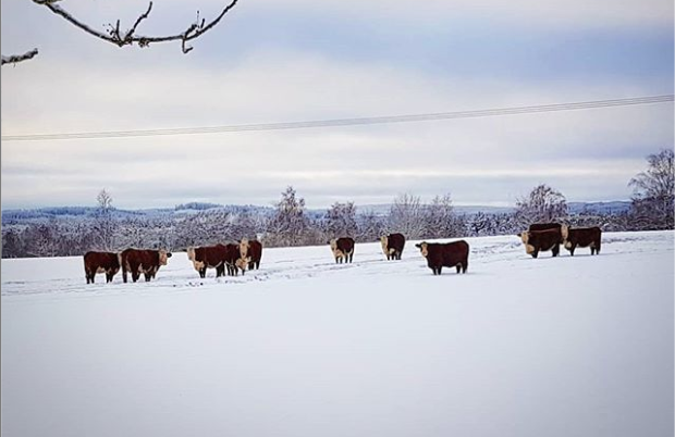 Foto Elina Forsell, Kalvsved Hereford & Humle i Ydre. Foto Elina Forsell, Kalvsved Hereford & Humle i Ydre.