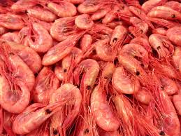 Shrimp greenland - shrimp greenland  1 kg bags