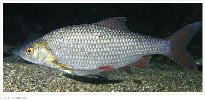 Nationalencyklopedin, mört. http://www.ne.se/uppslagsverk/encyklopedi/lång/mört (hämtad 2016-12-03) Nationalencyklopedin, mört. http://www.ne.se/uppslagsverk/encyklopedi/lång/mört (hämtad 2016-12-03)