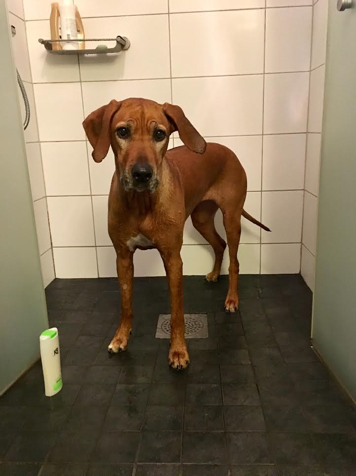 överraskning dusch kön