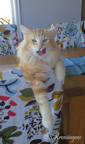 6 år 6 år