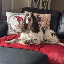 Ever hemma och chillar i soffan