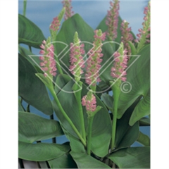 vattenväxter pontaderia rosa, dammväxter, sumpväxter, bygga damm, oase vattenväxter pontaderia rosa, dammväxter, sumpväxter, bygga damm, oase