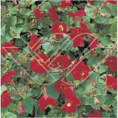 vattenväxter gyckelblomster, dammväxter, sumpväxter, bygga damm, oase vattenväxter gyckelblomster, dammväxter, sumpväxter, bygga damm, oase
