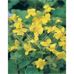vattenväxter gyckelblomster, dammväxter, sumpväxter, bygga damm, oase vattenväxter gyckelblomster, dammväxter, sumpväxter, bygga damm, oase