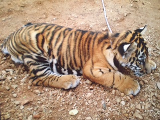 Lucas fick klappa tigerungen. Lucas fick klappa tigerungen.