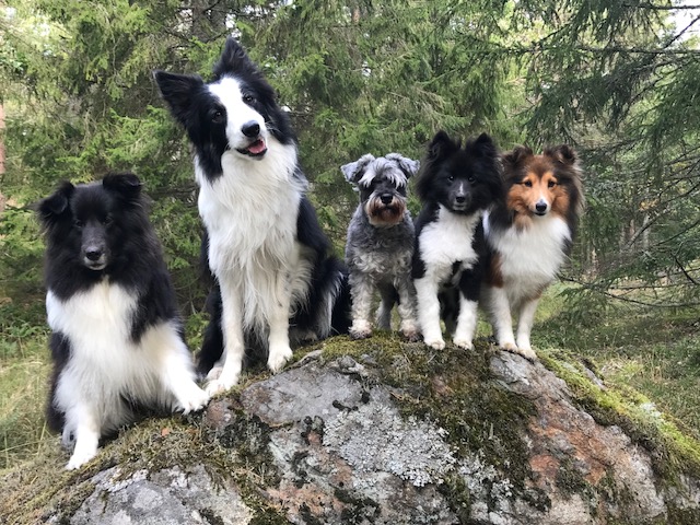 Flockbild hösten 2019. Lykke, Garvin, Daisy, Lova, Ester Flockbild hösten 2019. Lykke, Garvin, Daisy, Lova, Ester