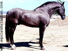 Castaño lobero Castaño lobero