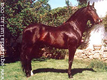 Castaño Guinda Castaño Guinda