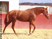 Capa Alazana Capa Alazana