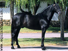 Negro Azabache Negro Azabache