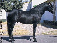 Negro Morcillo Negro Morcillo