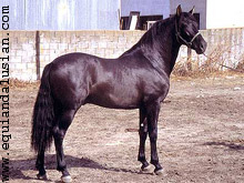 Negro Peceño Negro Peceño