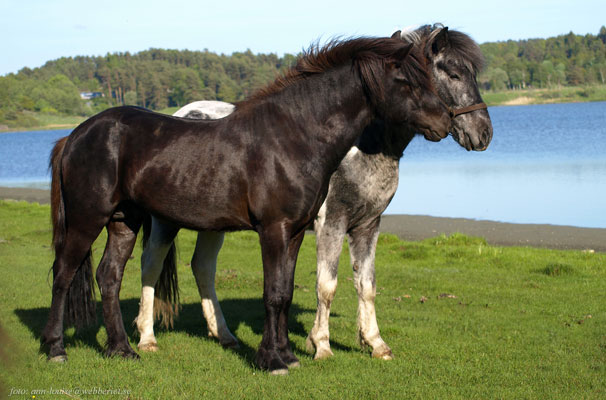 Stjörnufákur och Otto Stjörnufákur och Otto