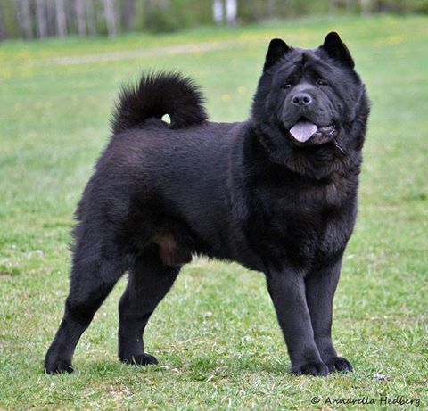 Commitment's Black Shine aka Nelson. Bild tagen av Annarella Hedberg Commitment's Black Shine aka Nelson. Bild tagen av Annarella Hedberg
