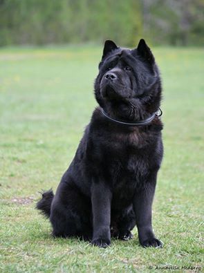 Commitment's Black Shine aka Nelson. Bild tagen av Annarella Hedberg Commitment's Black Shine aka Nelson. Bild tagen av Annarella Hedberg