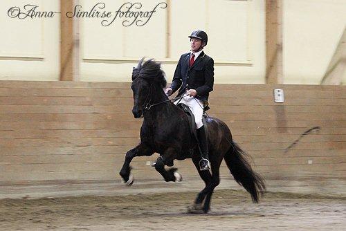 Prins från Knutshyttan, total bedömning 8,81 och han är hingsten med världens näst högsta BLUP på 129, foto Anna Helgesson. Prins från Knutshyttan, total bedömning 8,81 och han är hingsten med världens näst högsta BLUP på 129, foto Anna Helgesson.