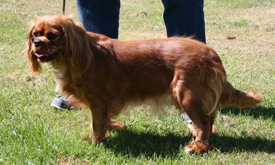 Glitertind Noblesse "NORA" Glitertind Noblesse "NORA"