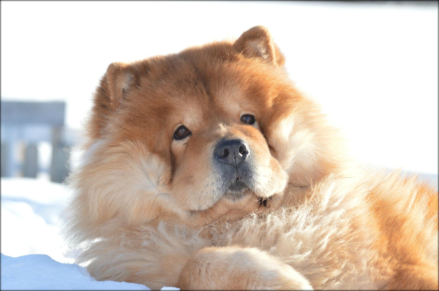 malaboo chow chow