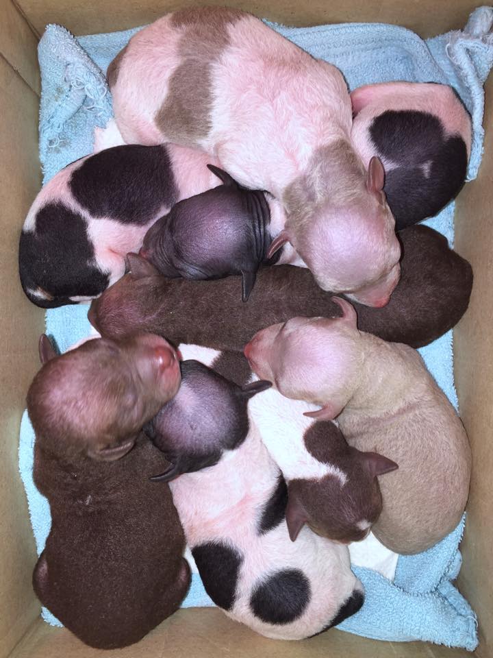 Här ligger alla åtta valpar och sover medan mamma Nim duschar. Här ligger alla åtta valpar och sover medan mamma Nim duschar.