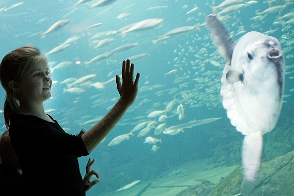 Bild: Nordsöen Oceanarium Bild: Nordsöen Oceanarium