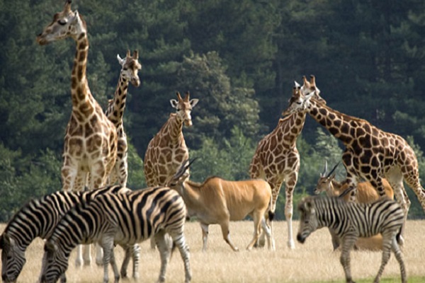 Bild: Knuthenborg Safaripark Bild: Knuthenborg Safaripark