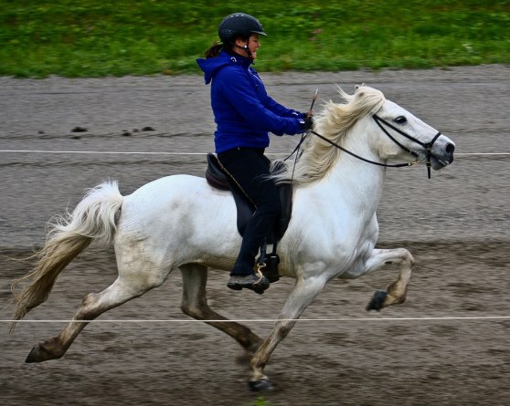 Birta frá Flögu. Uppnått 8,5 för flygande pass Birta frá Flögu. Uppnått 8,5 för flygande pass