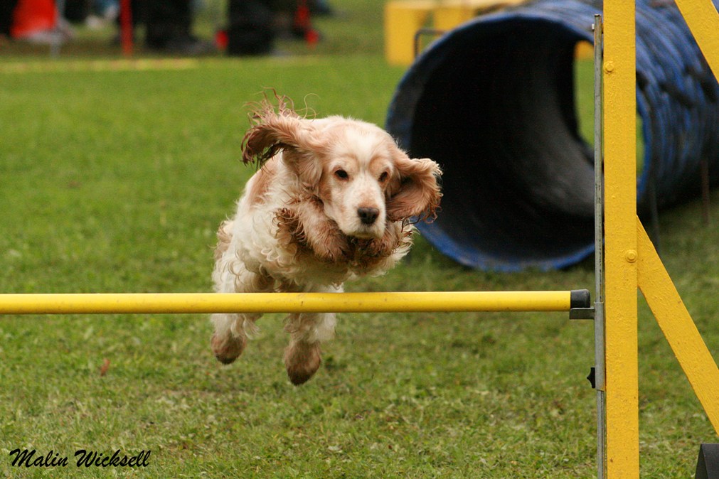 Om Cocker spaniel  Smultronblommans kennel