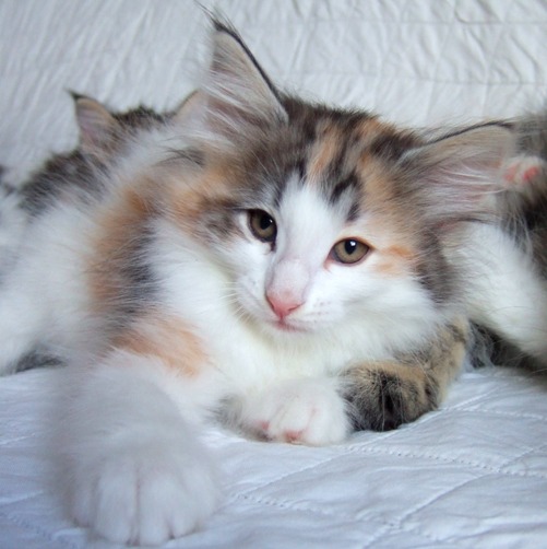 S*Fridalas Kassis, NFO fs 02 22 , 8 weeks old - S*Fridalas uppfödning av Norsk Skogkatt S*Fridalas Kassis, NFO fs 02 22 , 8 weeks old - S*Fridalas uppfödning av Norsk Skogkatt