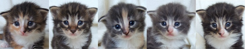 - 3 weeks old - - 3 weeks old -