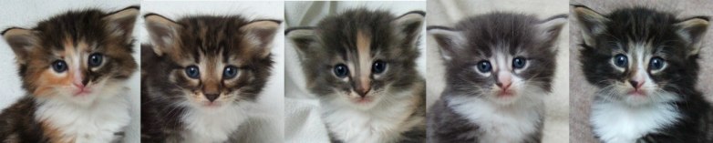 - 4 weeks old - - 4 weeks old -