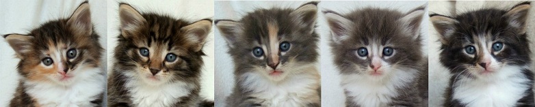 - 5 weeks old - - 5 weeks old -