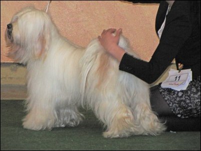 Pam-Zamirin Sans Souci 1 in the open clas 2 best male CAC !! Pam-Zamirin Sans Souci 1 in the open clas 2 best male CAC !!