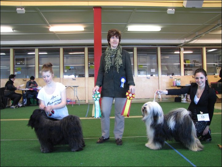 BIR & BIS 3'a CH Milington's Shamrock Af Beckis 2011 BIR & BIS 3'a CH Milington's Shamrock Af Beckis 2011