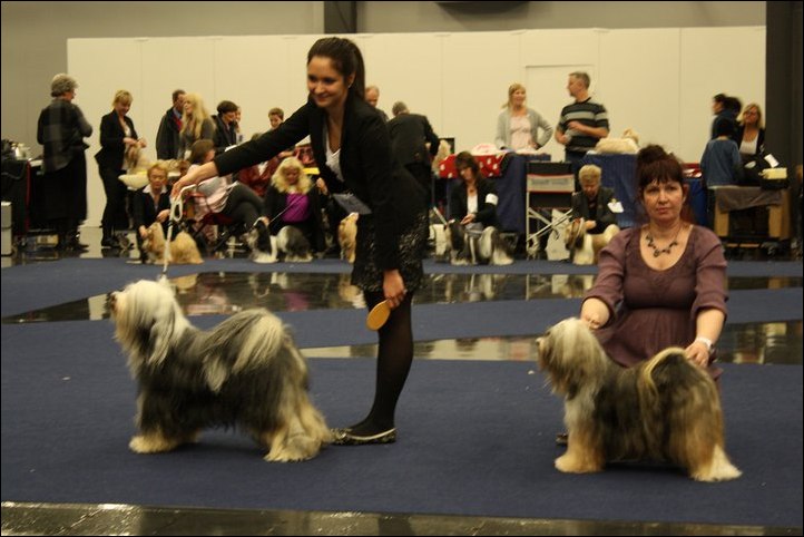 CH Milington's Shamrock Af Beckis 2 x BIR på My Dog 2011 CH Milington's Shamrock Af Beckis 2 x BIR på My Dog 2011