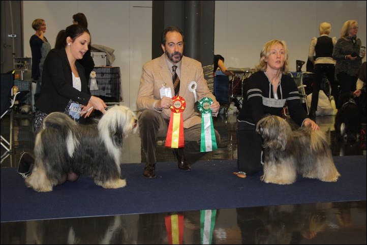 CH. Milington's Shamrock Af Beckis (My Dog -11) CH. Milington's Shamrock Af Beckis (My Dog -11)