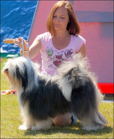 Marie svisar Milton - CH Milington's Shamrock Af Beckis 2009, foto av Maria Johansson Kennel Xavas Marie svisar Milton - CH Milington's Shamrock Af Beckis 2009, foto av Maria Johansson Kennel Xavas