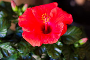 Blommande hibiscus i en seriös thaimassage studio i göteborg, prova även solarium, fotmassage, vaxning, oljemassage eller aromamassage i göteborg. Blommande hibiscus i en seriös thaimassage studio i göteborg, prova även solarium, fotmassage, vaxning, oljemassage eller aromamassage i göteborg.