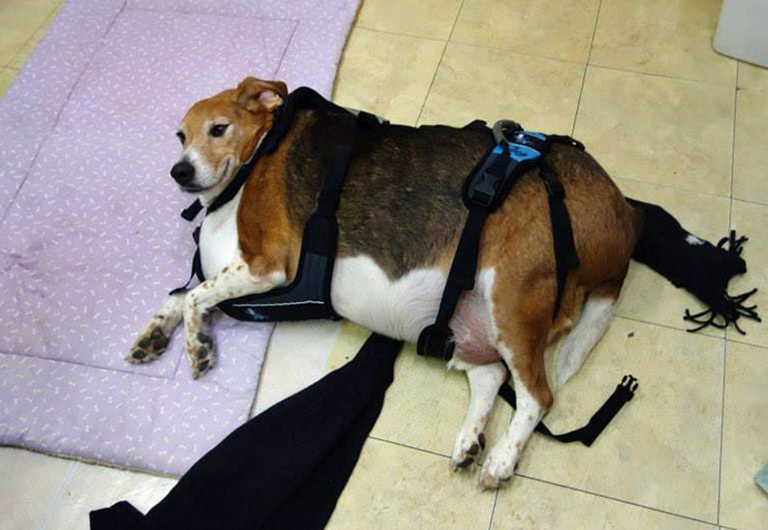 Fat beagles Aviatrix beagle oppdrett av jakt og show beagler